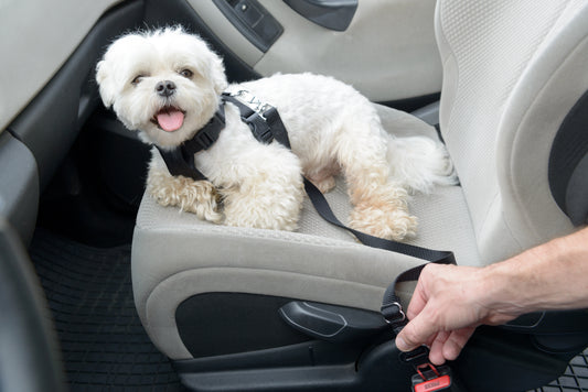 Adjustable Dog Car Seat Belt – Safety Tether for Pets (Black, Red, Blue, Green, Purple)