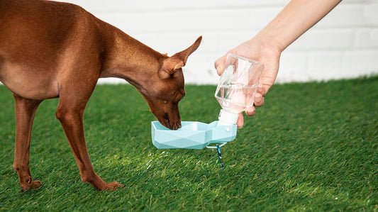 Blue collapsible water bottle for pets with pour-top lid – Tailwinks