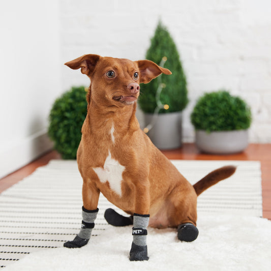Small dog wearing black waterproof boots for all-terrain protection – Tailwinks