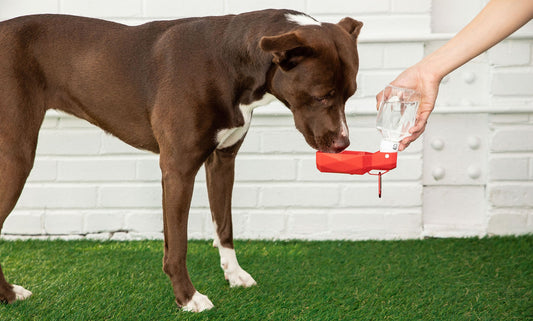 Pet using red travel water bottle with bowl top – Tailwinks